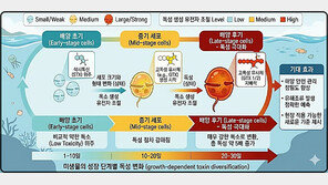 “바다 독성 미생물, 성장과정 추적해야…후기에 독성 최대 5배 높아”
