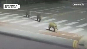 새벽 세종 도심에 멧돼지 3마리 출몰…2마리 사살