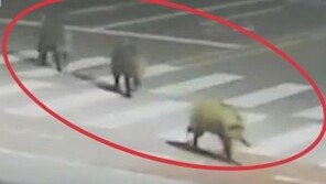 새벽 세종 도심에 멧돼지 3마리 출몰…2마리 사살