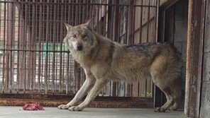 “늑구 사태 다시 없어야” 불붙은 동물 복지 논의[환경 인사이드]