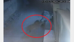 ‘고양이 아니었어?’…골목 걷다가 사자 두 마리 마주친 청년(영상)