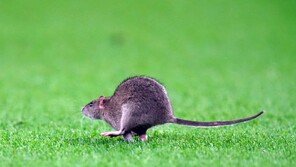 대만서 한타바이러스 확진사례 발생…40대 男 확진