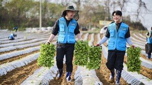 KT&G, 국산 잎담배 매입 가격 인상… 22억 원 추가 투입