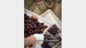 중국서 또 음식위생 논란…‘첨가제 범벅’ 매실 유통 파문