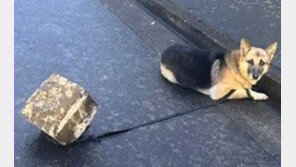 돌에 묶여 버려진 셰퍼드?…알고보니 ‘힘센 겁쟁이’였다