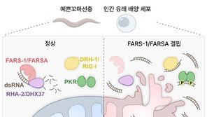 세포 속 ‘면역 경보’ 통제해 노화 늦춘다…KAIST, 억제 단백질 규명