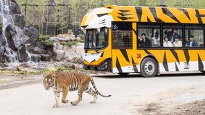누적 방문객 30만명 돌파… 에버랜드 사파리월드 재단장