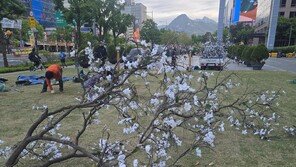 [고양이 눈]목련의 귀환