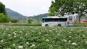 “감자도 꽃이 핀답니다”