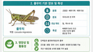 풀무치를 아세요?…국내 10번째 식용곤충 등재