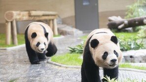 ‘푸바오 동생’ 쌍둥이 판다도 떠난다…올겨울 中 귀환 준비