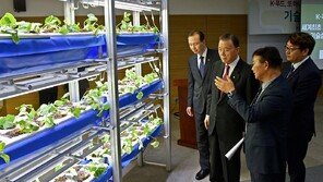 K-딸기 수출 16.6% 증가… aT, 사계절 생산으로 여름 공백기 해소 나선다