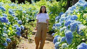 “닿는 곳곳 푸른 꽃송이가”… 금요일부터 해남 수국축제