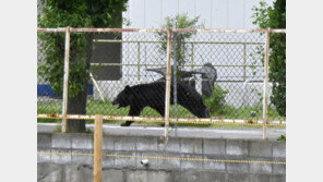 “직원 덮치고 주택가까지”…日 후쿠시마서 흑곰 습격으로 4명 부상