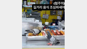 음식 밟고 소시지 쪼아 먹는 비둘기…길거리 음식 위생은