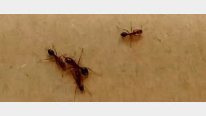 물리면 타는 듯한 통증 ‘붉은불개미’ 인천 유입됐다