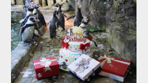 “국내 최고령 펭귄, 생일 축하해요”
