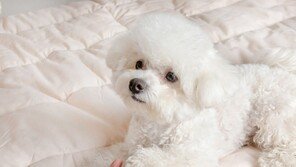 “우리 집 개는 왼발잡이?”…이탈리아 연구진이 개발한 ‘반려견 앞발 선호도 측정법’