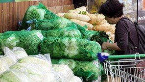 배추 1포기 평균 3656원… 한 달 새 11% 올라