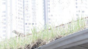[고양이 눈]새 입주민