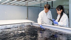 CJ제일제당, 육상양식 김 상용화 추진…사계절 공급 목표
