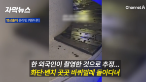 “서울 한복판에 바퀴벌레 떼가”… 서울로7017 영상에 시민들 충격