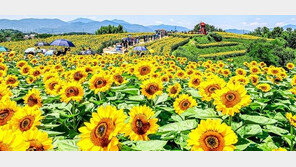 내일부터 해바라기 축제… 강주마을 언덕에 황금빛 물결