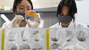 세종서 일본뇌염 모기 첫 발견…작년보다 한 달 빨라
