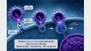 암 추적-공격 ‘킬러 세포’… 한국 연구진 정확도 ‘업’
