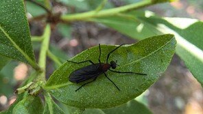 “불쾌감 이번 주 절정”…수도권 뒤덮은 여름 불청객 ‘러브버그’