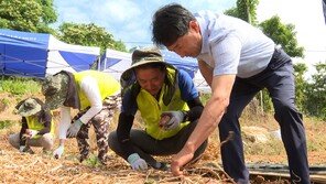 출하 몰리며 양파값 ‘뚝’… 농협경제지주, 수확 현장 지원