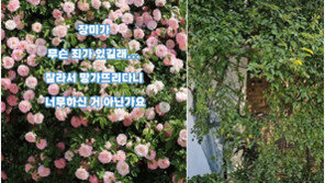“사진 명소였는데 털렸다”…수년 가꾼 장미정원 젊은 부부가 한밤 ‘싹둑’