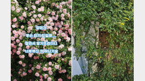 “한밤 젊은부부가 싹둑”…수원 핫플 ‘파란대문장미’ 털렸다