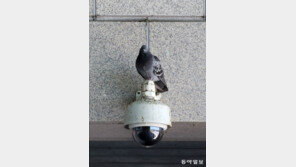 [고양이 눈]“지켜보고 있다!”