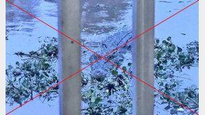 딸이 보낸 악어 사진 신고했다 ‘벌금 44만원’…알고보니 ‘AI 합성’