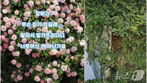 “잘 키워보려 그랬다”…‘파란대문장미’ 잘라간 60대 남녀