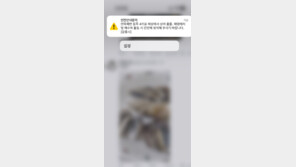 “안목해변 동쪽 4㎞ 상어 출몰” 안전문자…작년에도 목격