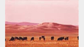 ［여행／사해  네게브사막］피·눈물로  꽃피운「약속의  땅」