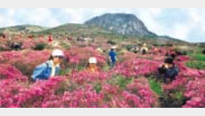 ［여행／5월 철쭉제］한라산－태백산－소백산등서 『절정』