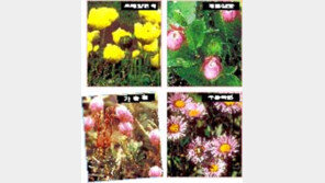 ［여행／백두산  트레킹］걸음마다  열리는  「들꽃  도원경」