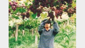 ［여행／안성포도밭］「거봉」제철…포도밭  나들이  제격