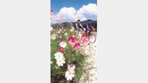 ［여행］길가마다  『한들한들』  가볼만한  코스모스길