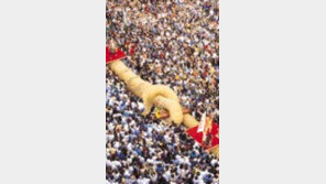 ［여행］오키나와  나하  『지상최대  줄다리기  쇼』