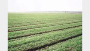 ［여행／호남평야］겨울들녘，그  충만한  생명의  합창