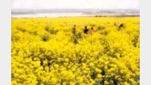 ［여행／신토불이  허니문  제주도］단체，１인  ５０만원대