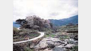 ［여행／섬진강  길］물첩첩  꽃첩첩  「피안의  팔십리」