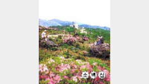 ［여행］소백－지리산－한라산  철쭉  만발