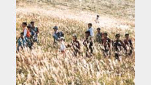 ［여행／전국  억새명산］「흩날리는  은빛물결」  거니는  듯…