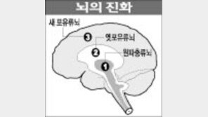 [아하!질병이야기]만 3세까지 '뇌 회로망' 급속 형성