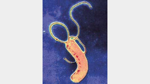 [일반건강/헬리코박터 집중탐구1]위장질환 주범